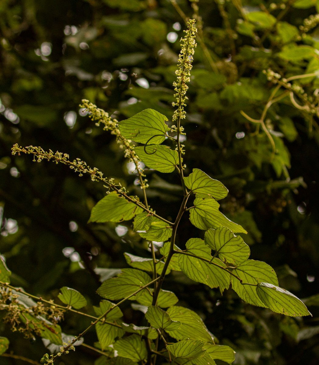 Gouania longispicata Gouania longispicata