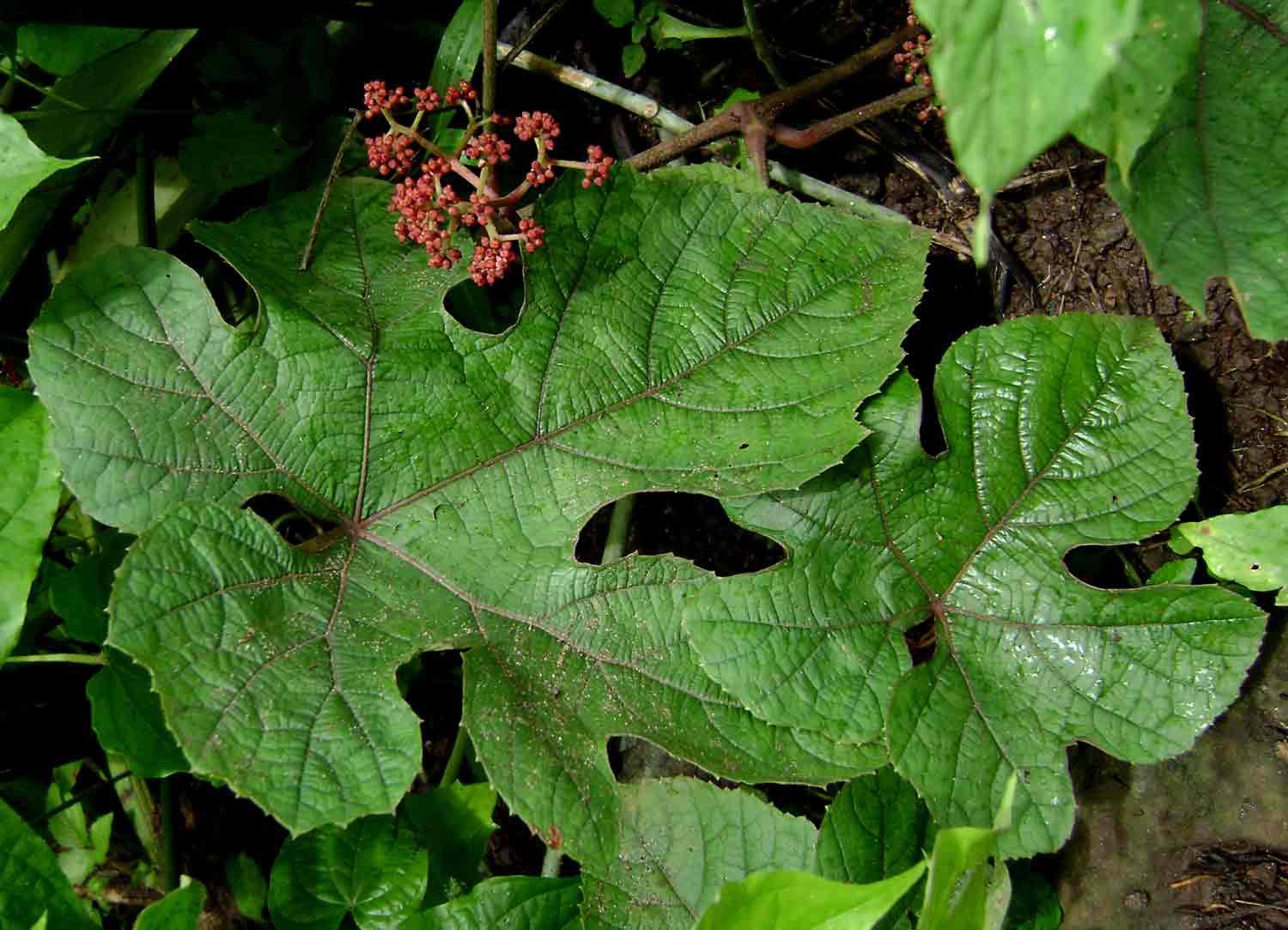 Ampelocissus africana var. africana Ampelocissus africana var. africana