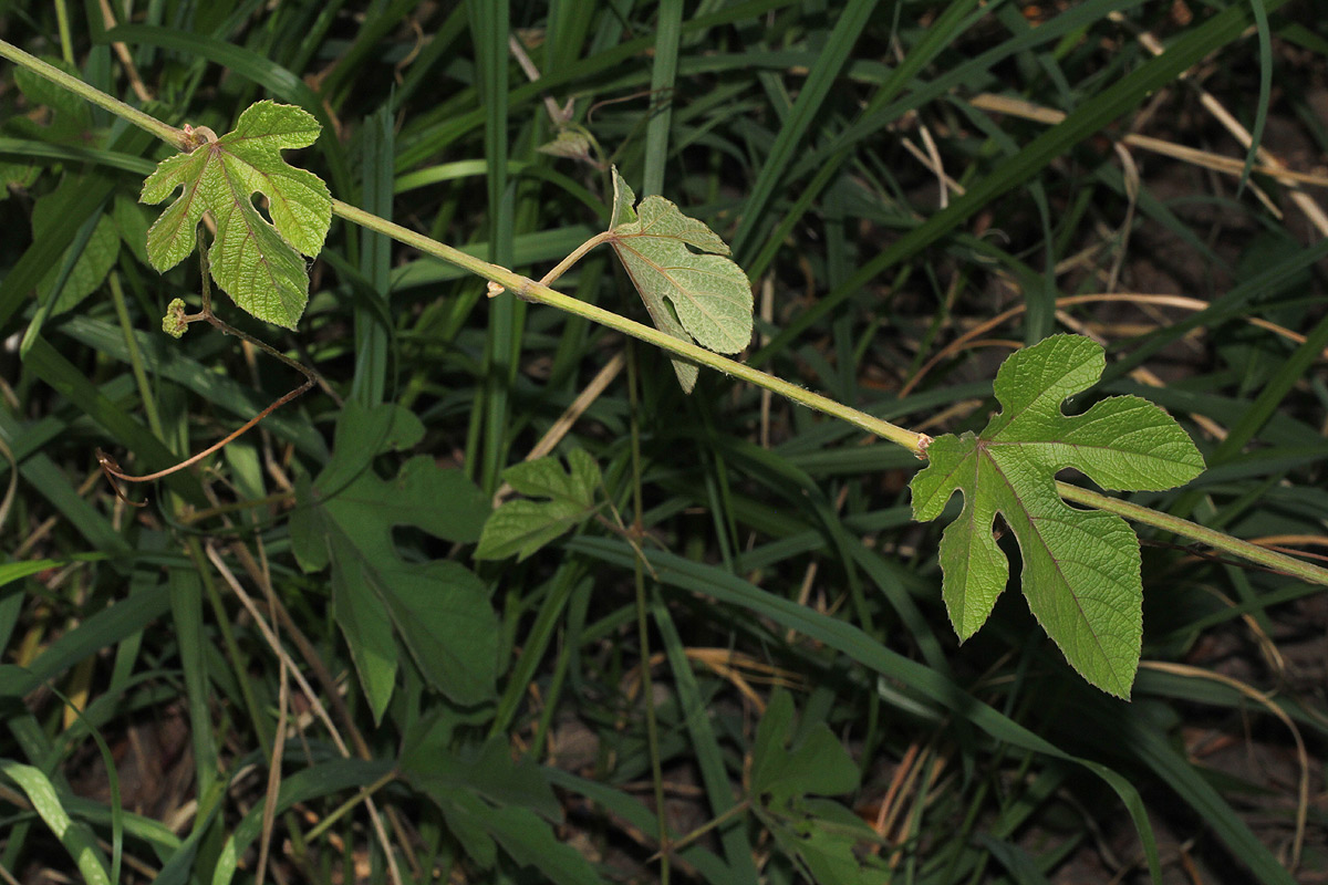 Ampelocissus africana var. africana Ampelocissus africana var. africana