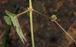 Ampelocissus africana var. africana