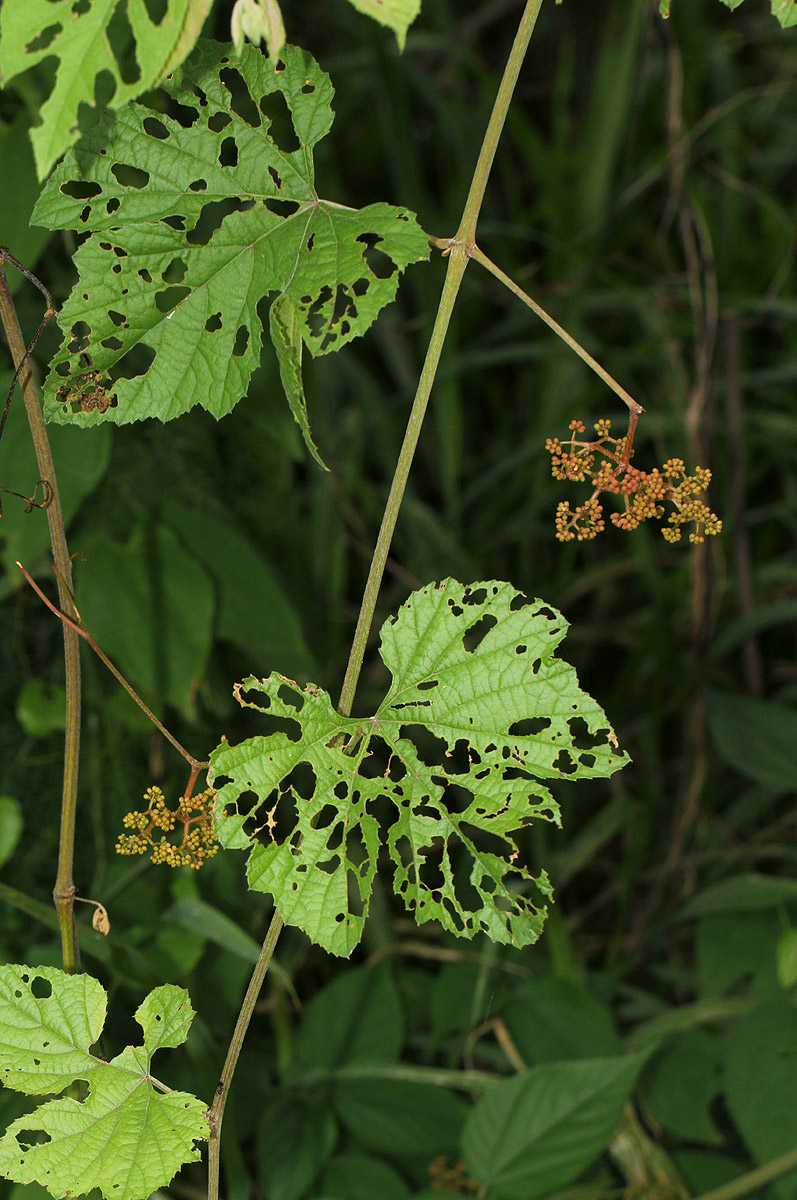 Ampelocissus africana var. africana Ampelocissus africana var. africana