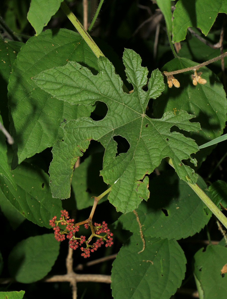 Ampelocissus africana var. africana Ampelocissus africana var. africana