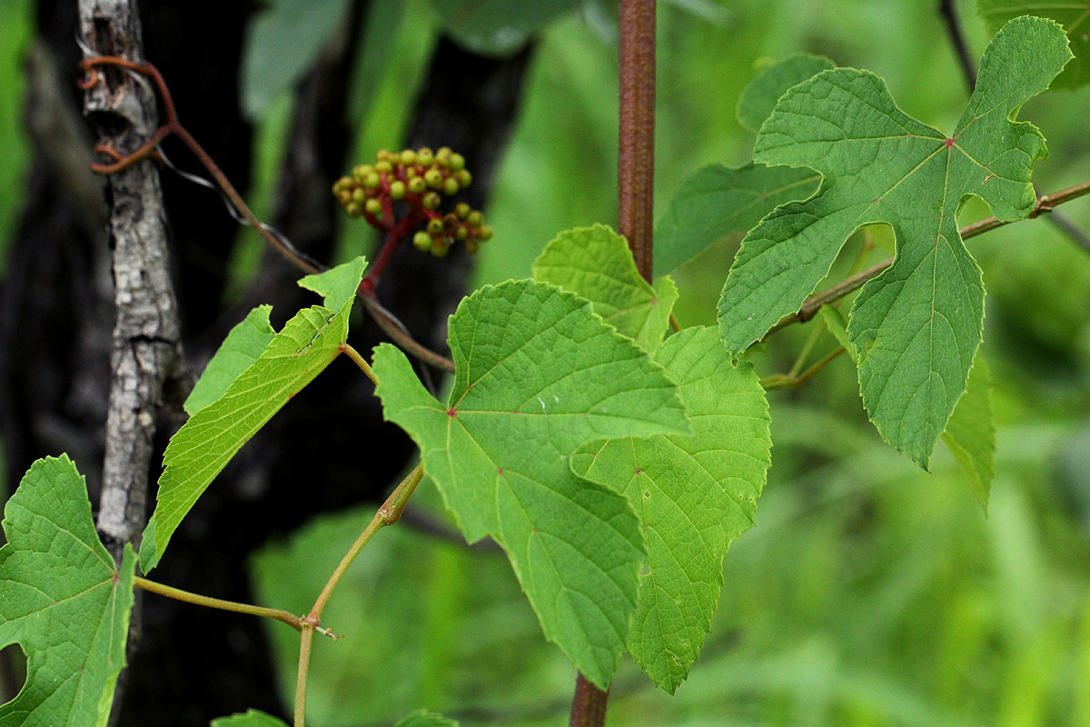 Ampelocissus africana var. africana Ampelocissus africana var. africana