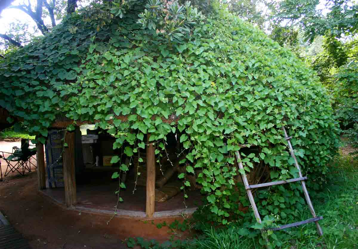 Ampelocissus africana var. africana Ampelocissus africana var. africana