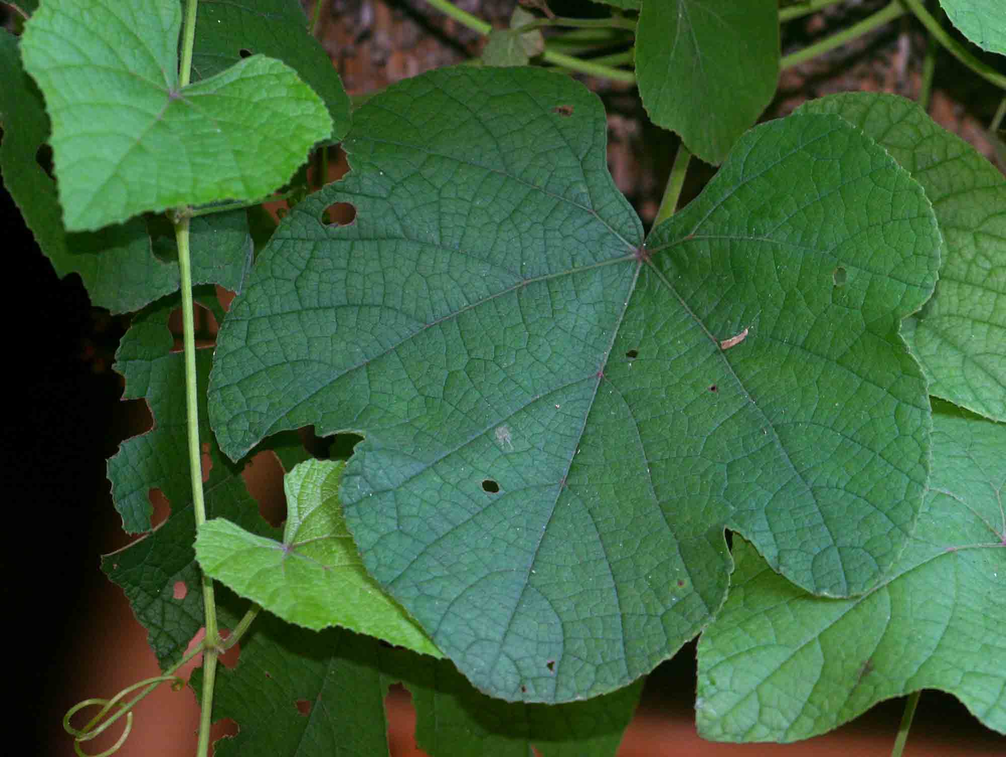 Ampelocissus africana var. africana Ampelocissus africana var. africana