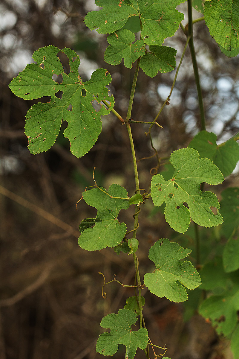 Ampelocissus africana var. africana