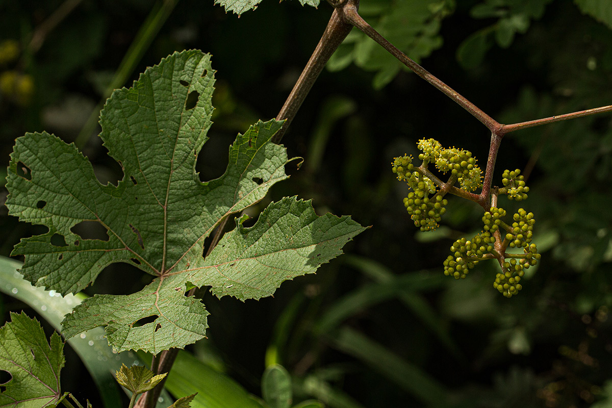 Ampelocissus africana var. africana Ampelocissus africana var. africana