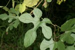 Ampelocissus africana var. africana