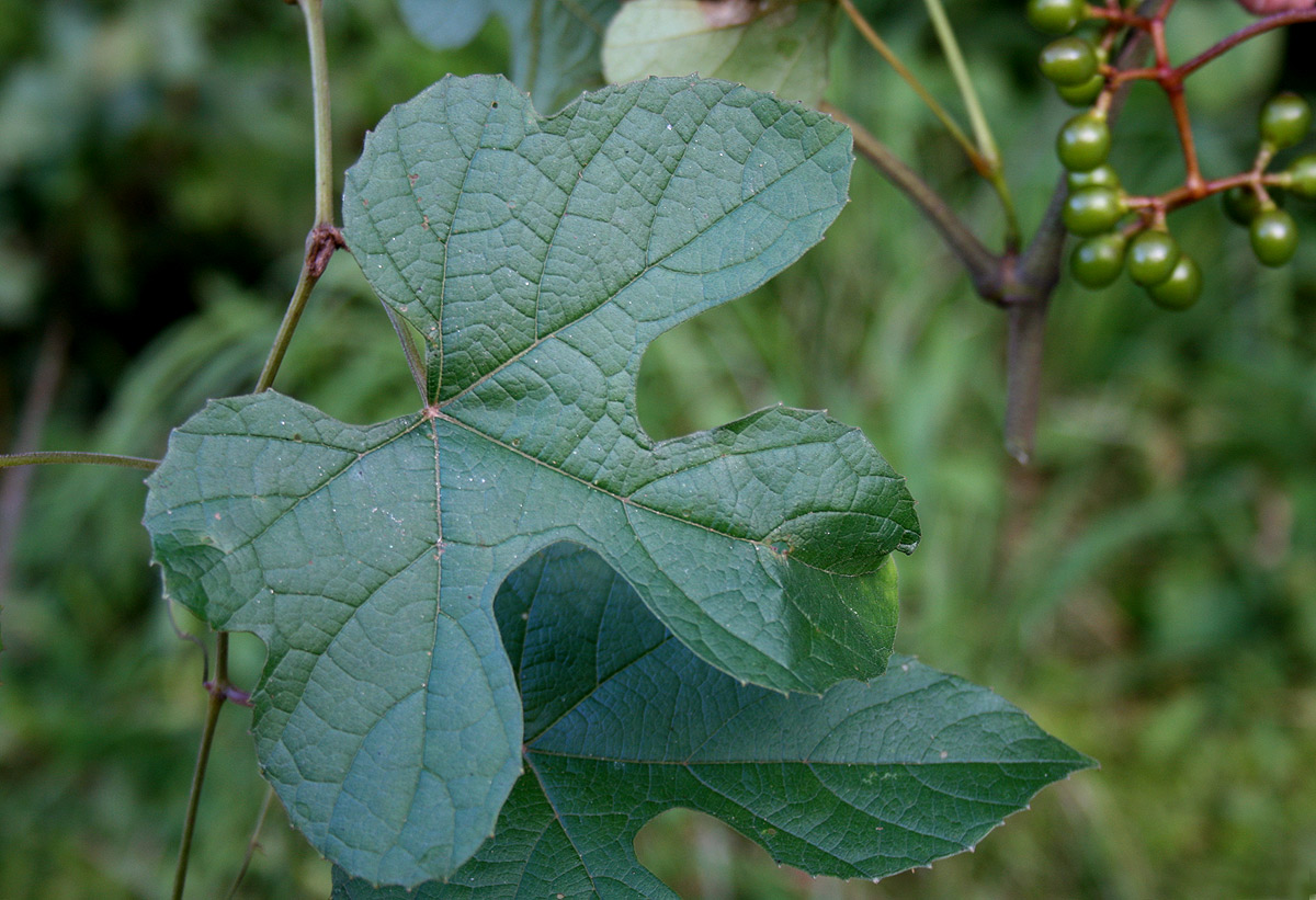 Ampelocissus africana var. africana
