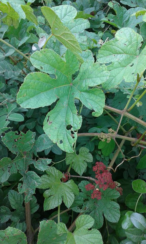 Ampelocissus africana var. africana