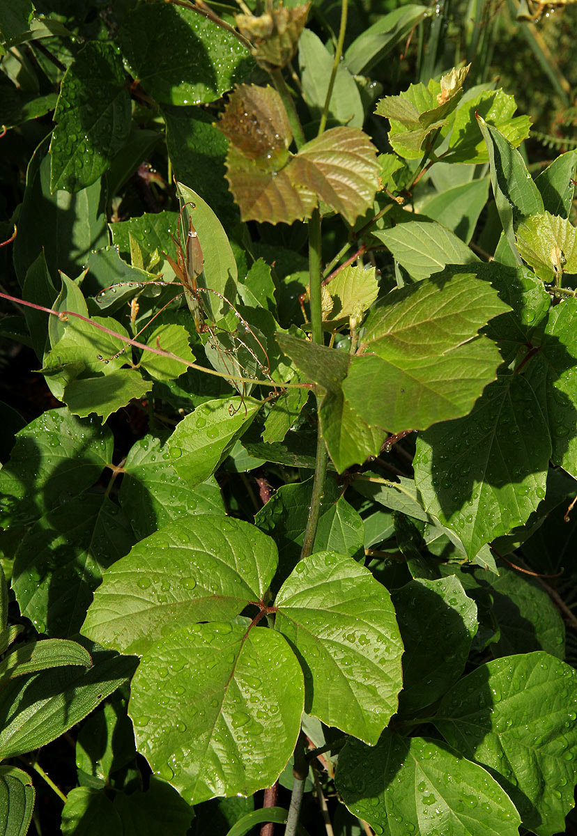 Rhoicissus tridentata