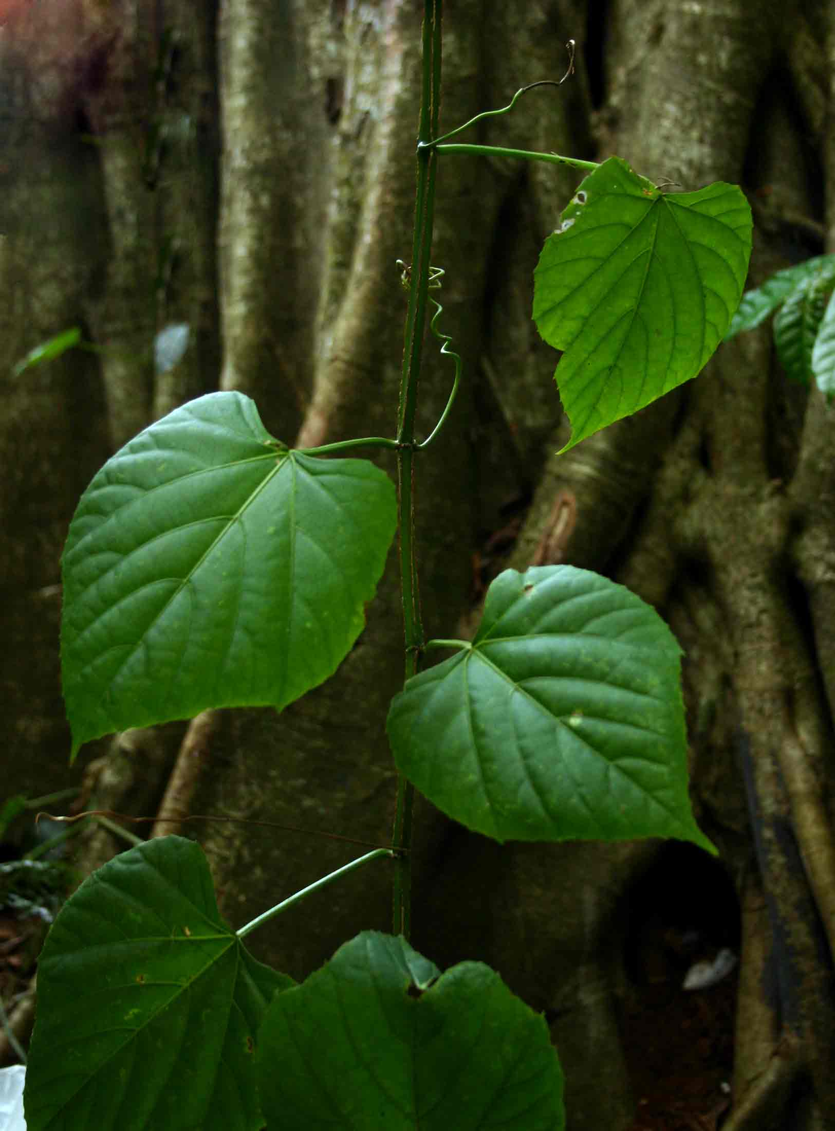Cissus petiolata