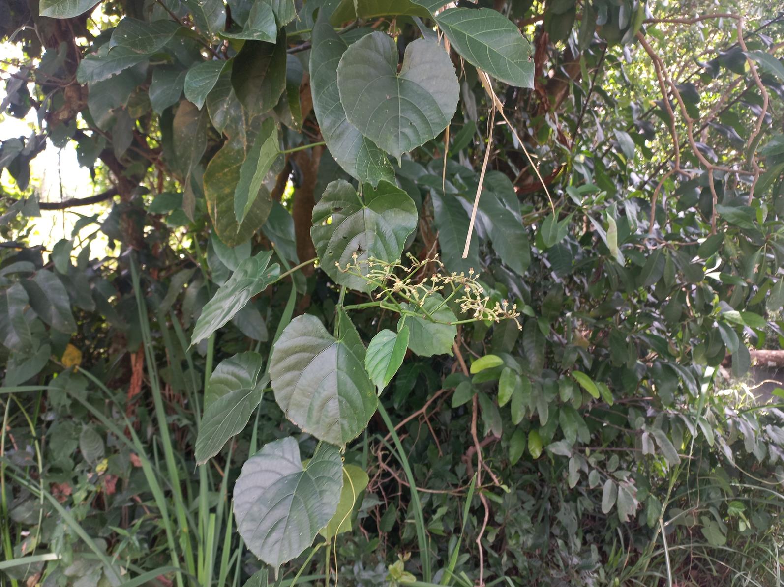Cissus petiolata