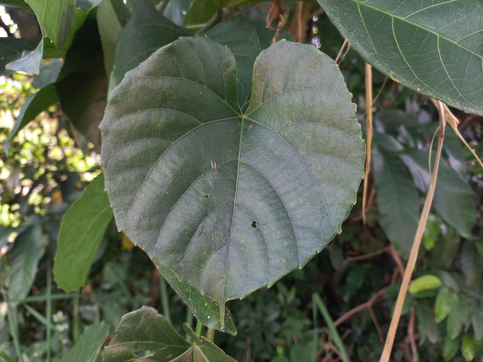 Cissus petiolata