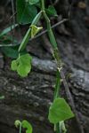 Cissus quadrangularis