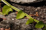 Cissus quadrangularis