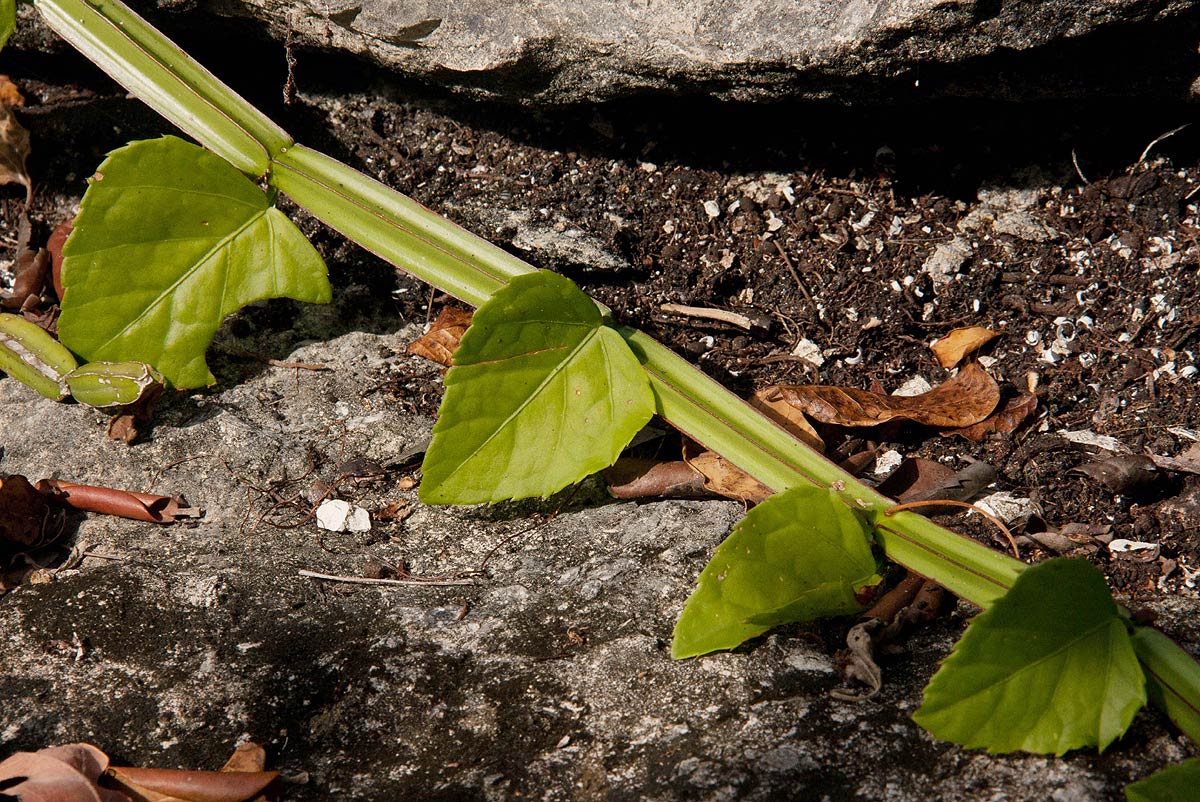 Cissus quadrangularis