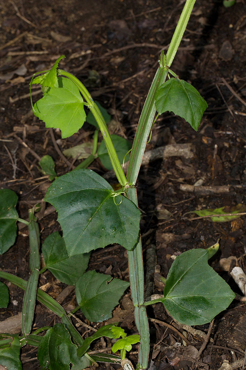 Cissus quadrangularis