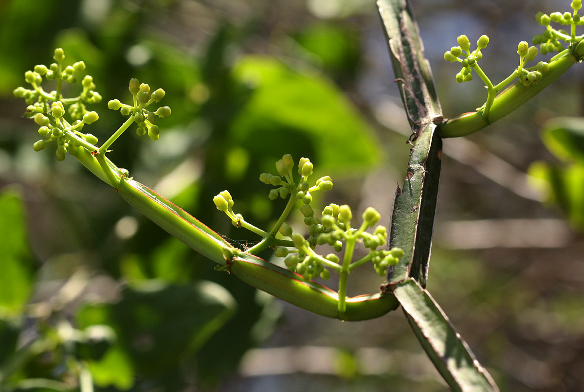 Cissus quadrangularis
