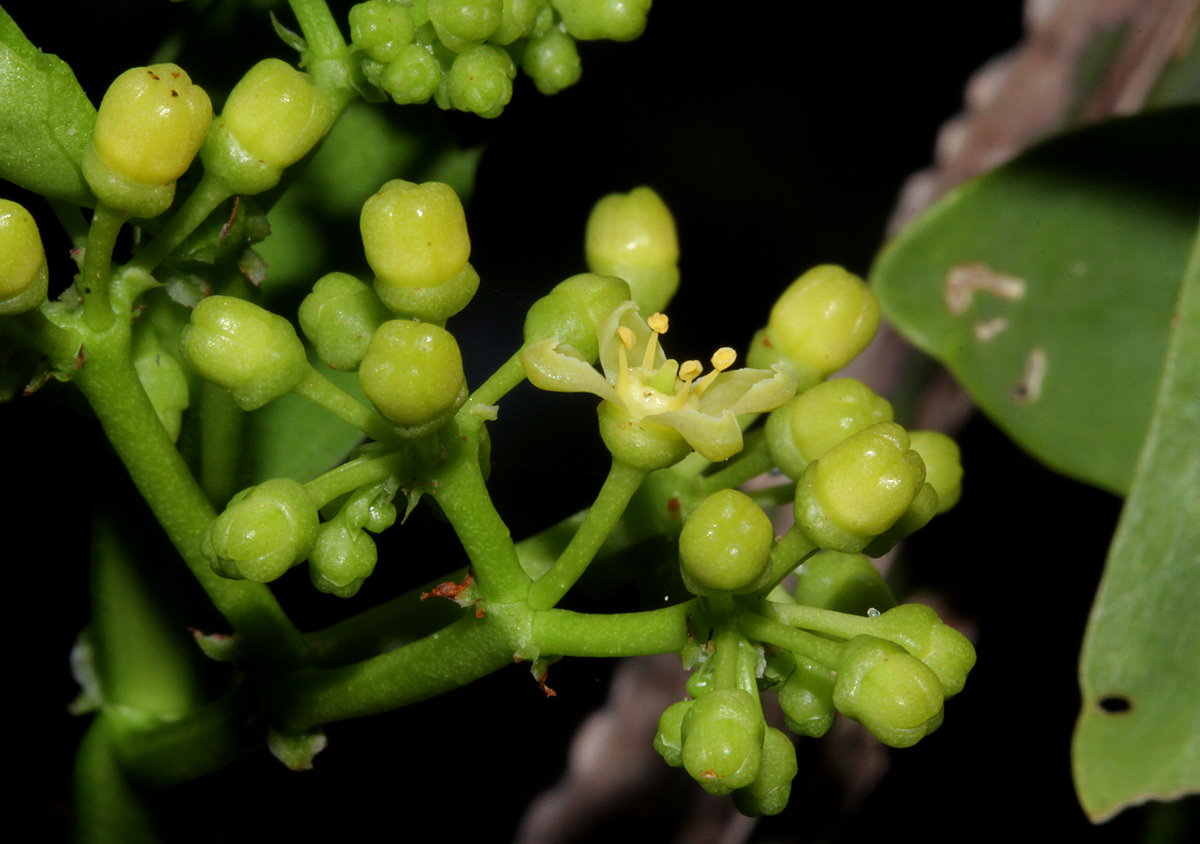 Cissus quadrangularis