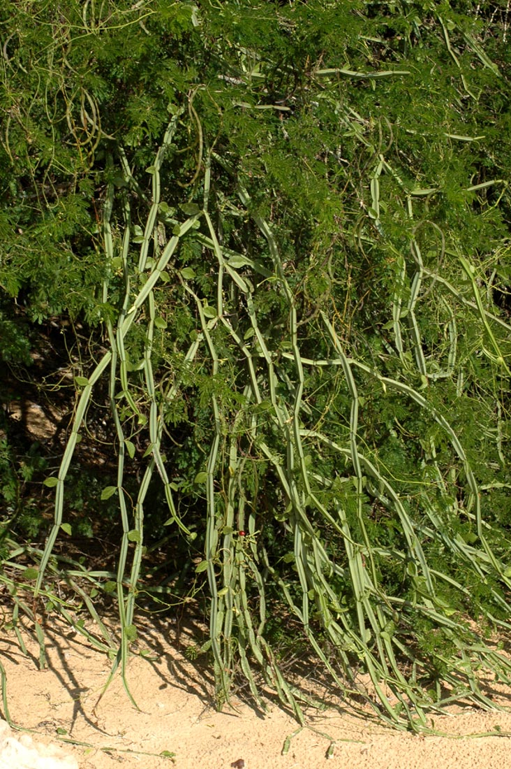 Cissus quadrangularis