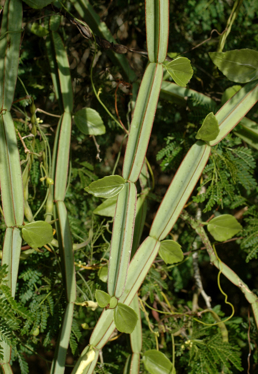 Cissus quadrangularis