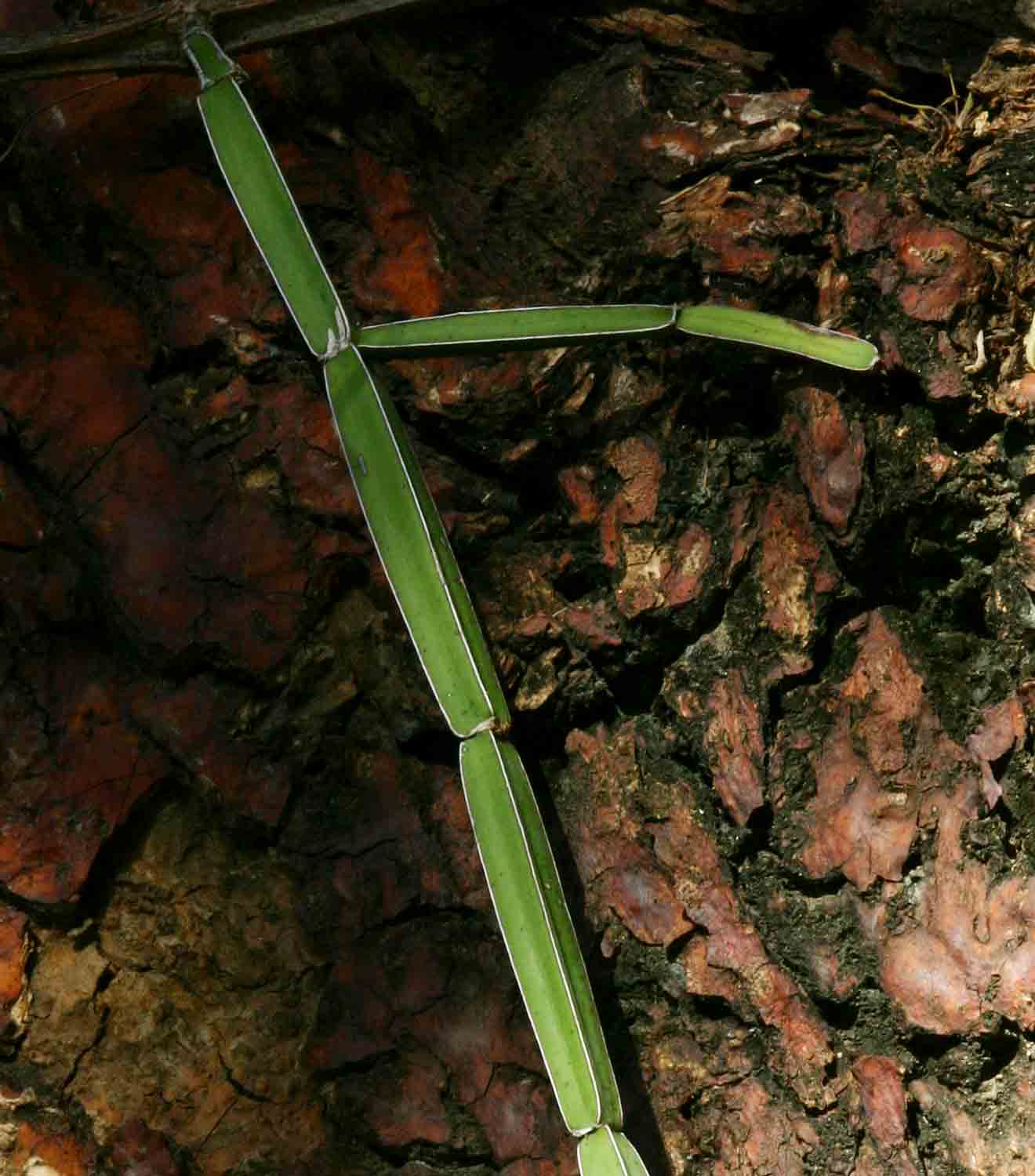 Cissus quadrangularis