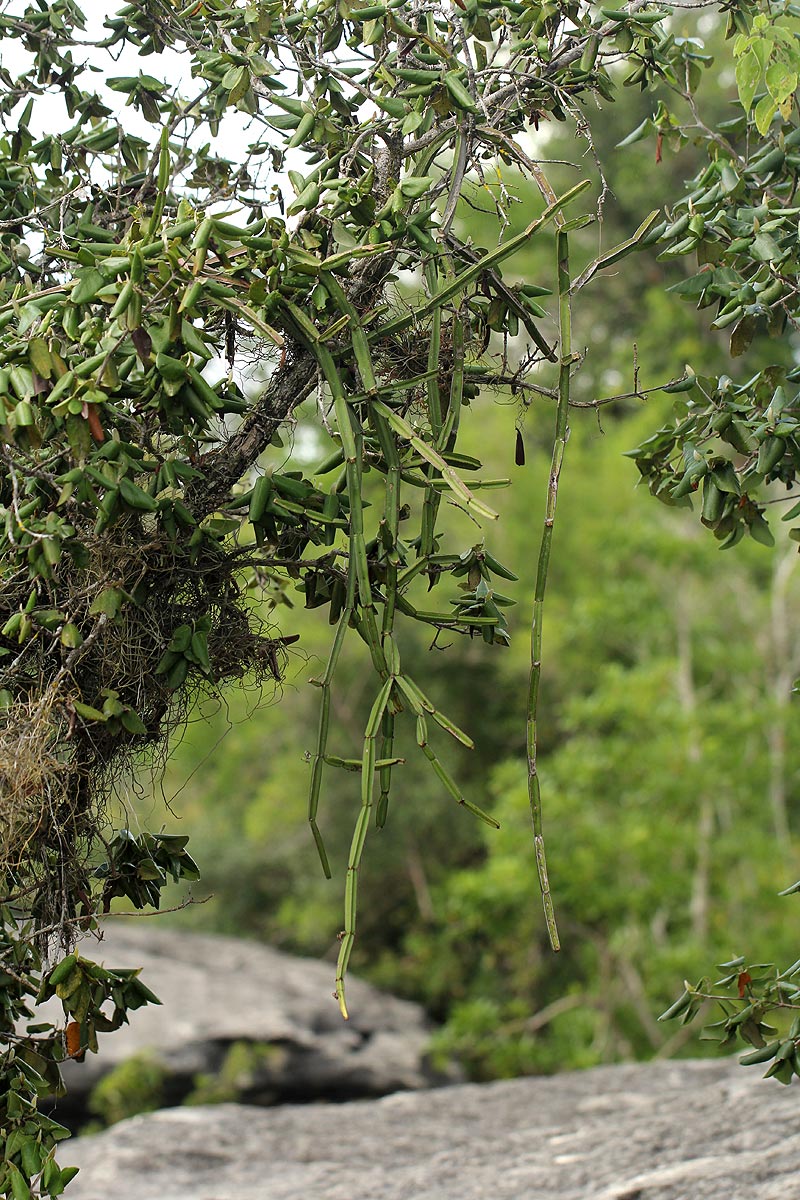 Cissus quadrangularis