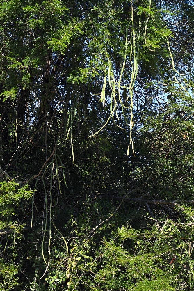 Cissus quadrangularis