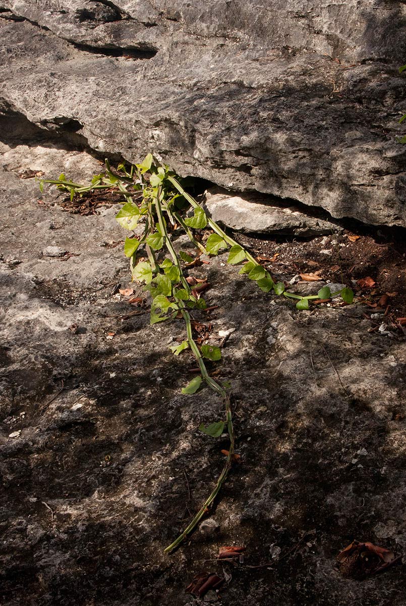 Cissus quadrangularis