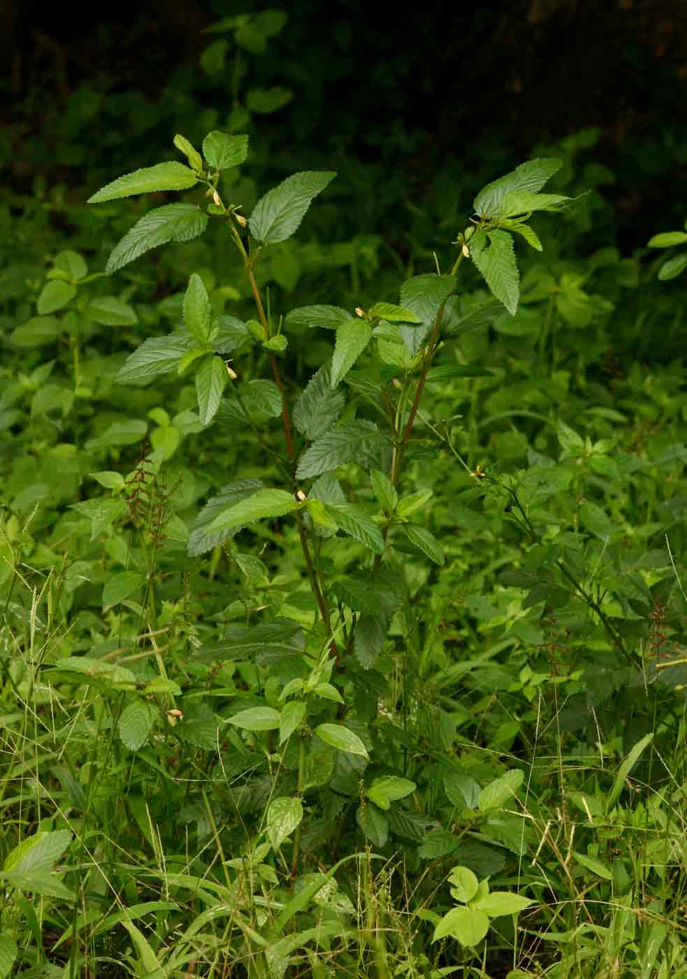 Corchorus trilocularis