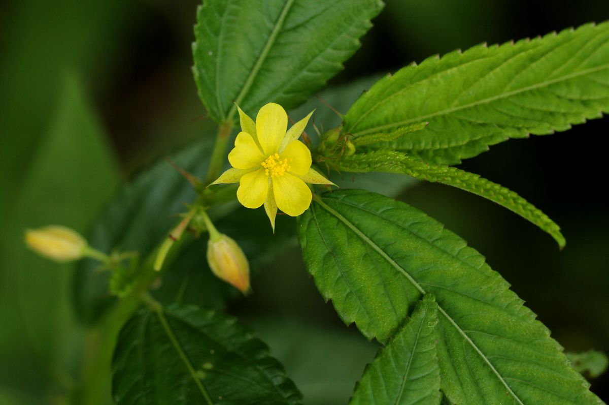 Corchorus trilocularis