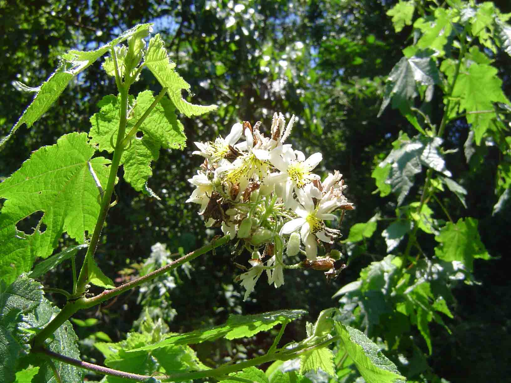 Sparrmannia ricinocarpa Sparrmannia ricinocarpa