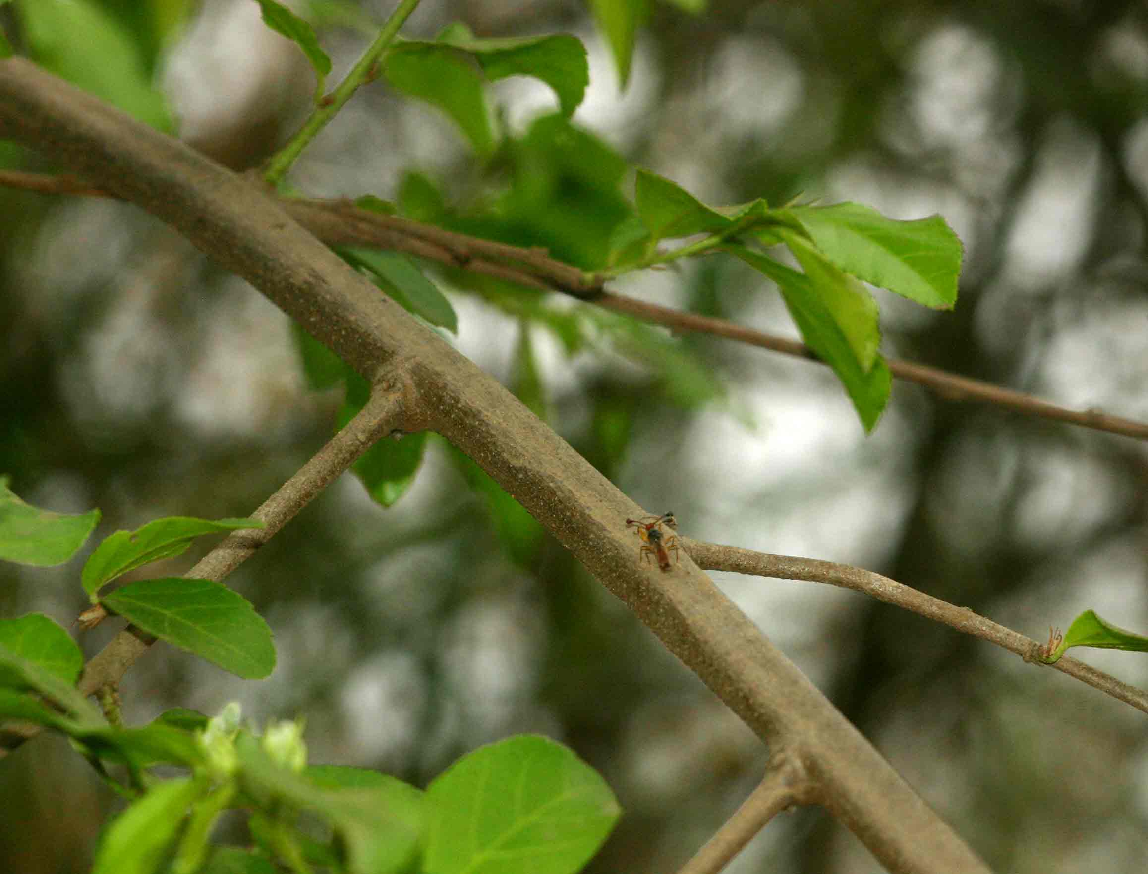 Grewia flavescens var. flavescens