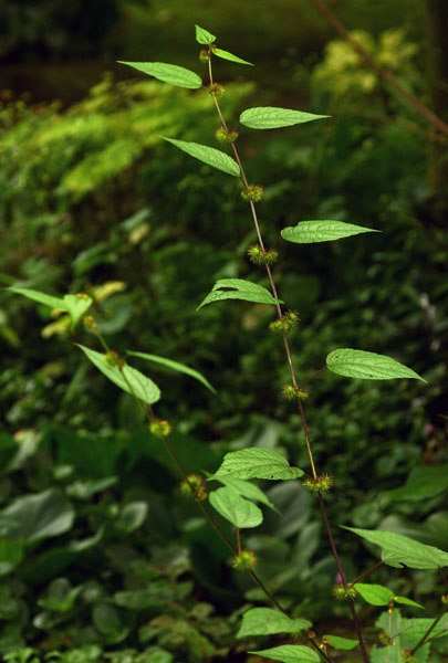 Triumfetta annua