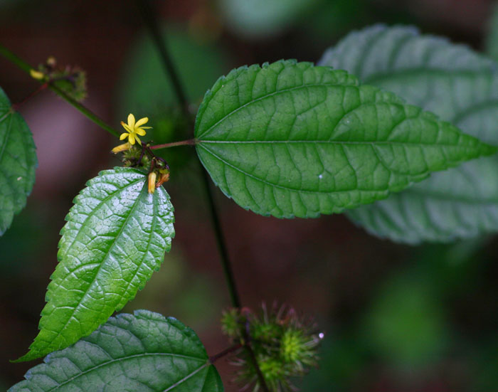 Triumfetta annua
