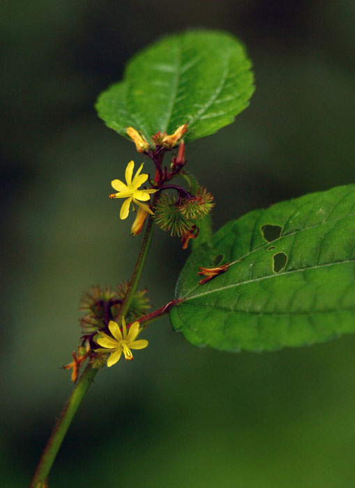 Triumfetta annua