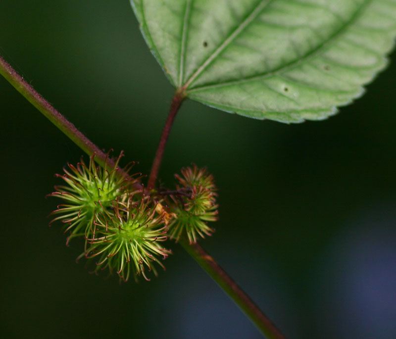 Triumfetta annua