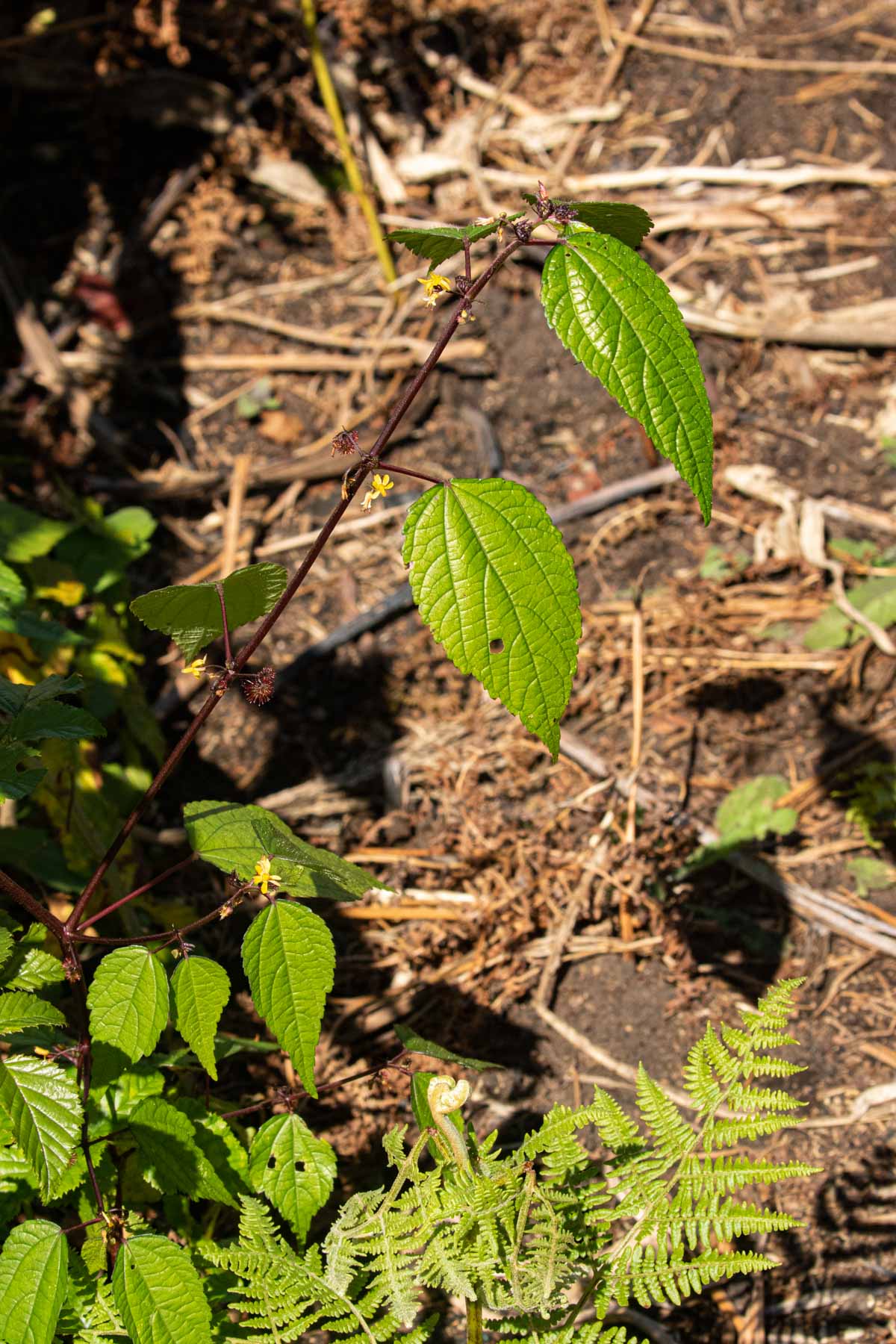 Triumfetta annua
