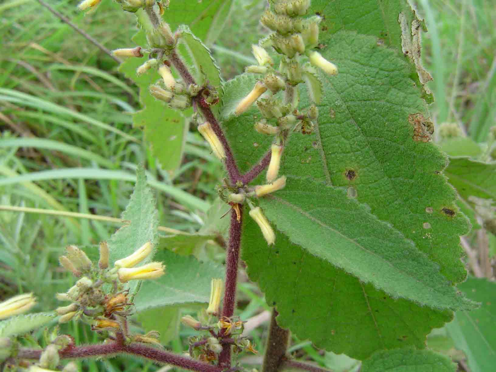 Triumfetta pilosa var. pilosa Triumfetta pilosa var. pilosa