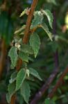 Triumfetta pilosa var. pilosa