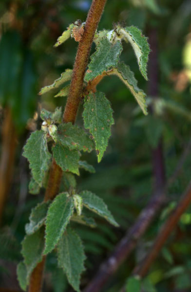 Triumfetta pilosa var. pilosa Triumfetta pilosa var. pilosa