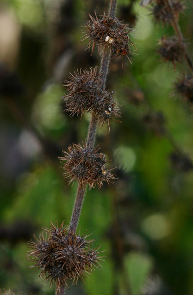 Triumfetta pilosa var. pilosa Triumfetta pilosa var. pilosa