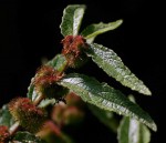 Triumfetta pilosa var. pilosa