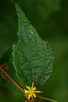 Triumfetta rhomboidea