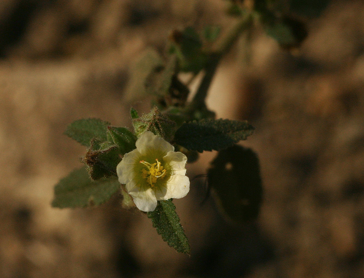 Sida alba