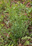 Sida alba