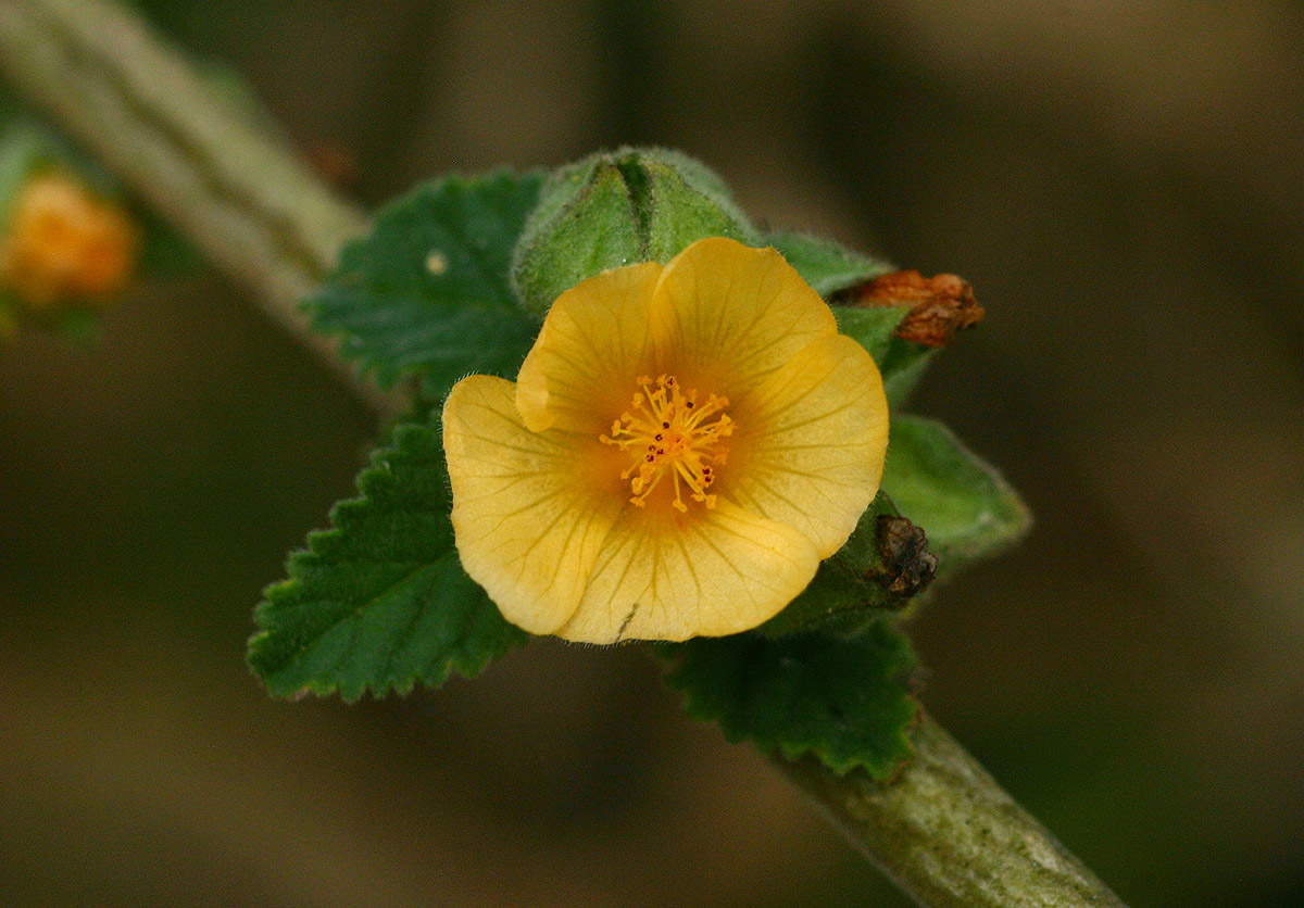 Sida cordifolia subsp. maculata Sida cordifolia subsp. maculata