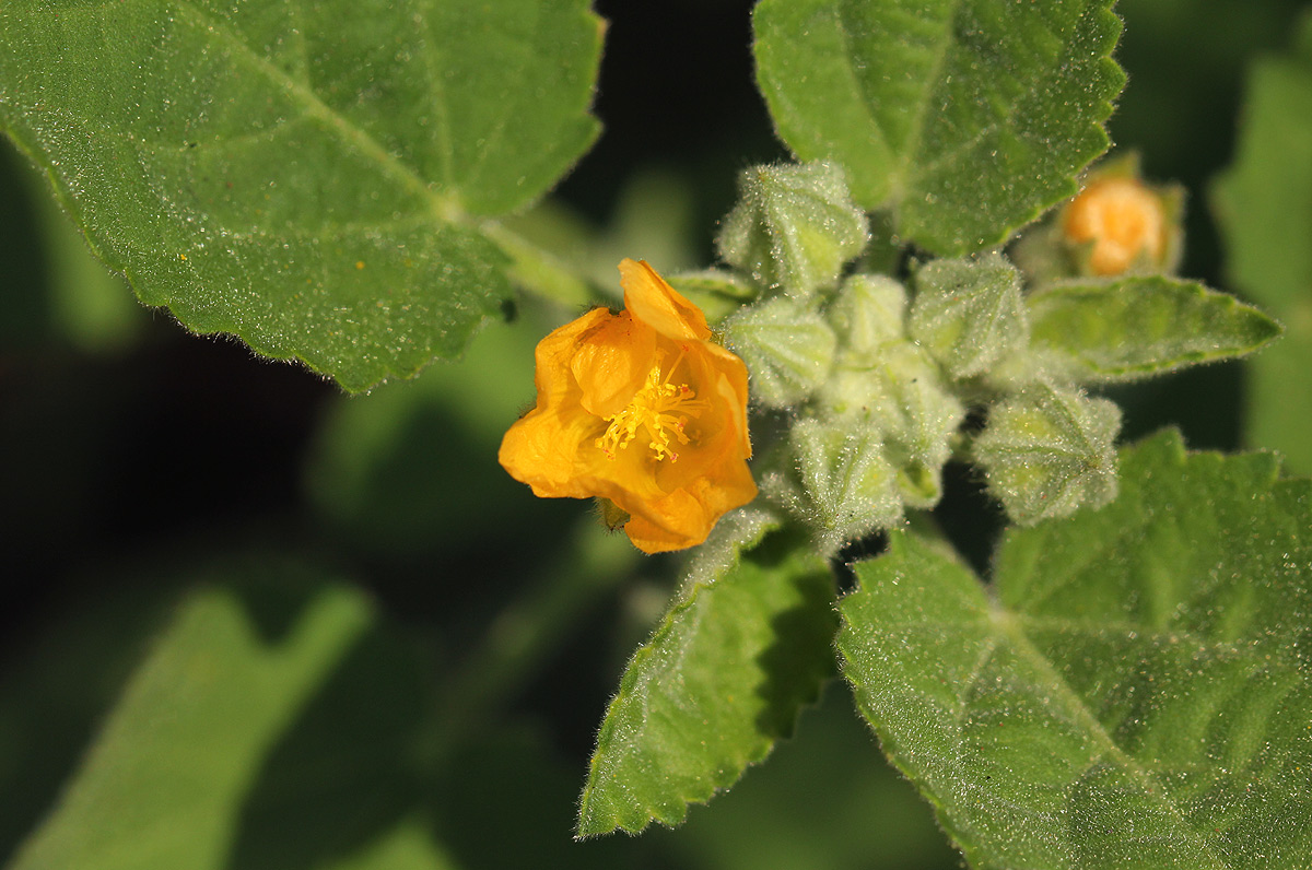 Sida cordifolia subsp. maculata Sida cordifolia subsp. maculata
