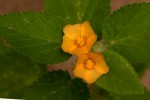 Sida cordifolia subsp. maculata